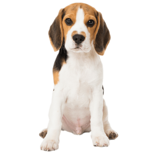 Beagle Puppy