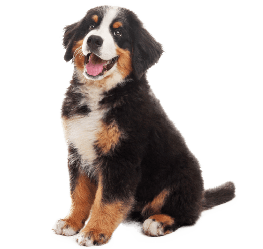 Bernes de la Montaña Puppy