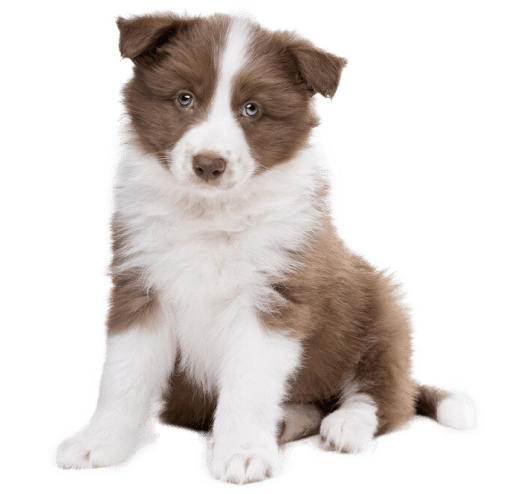 Border Collie Puppy