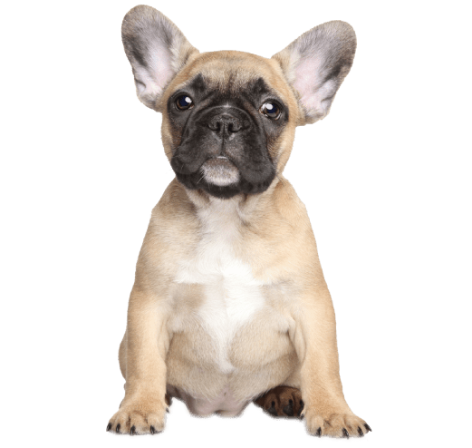 Bulldog Frances Puppy