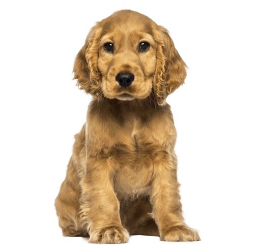 Cocker Spaniel Puppy