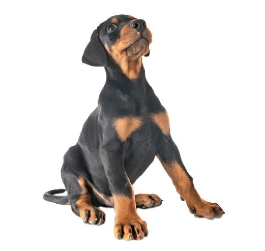 Doberman Puppy