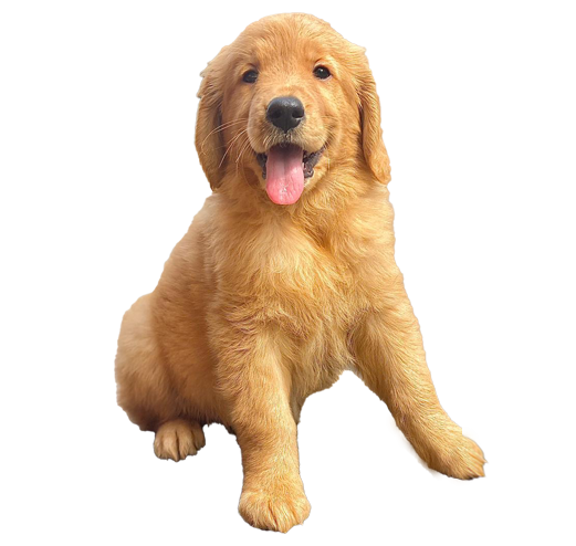 Golden Retriever puppy