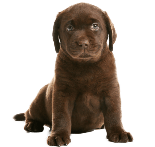 Labrador Puppy