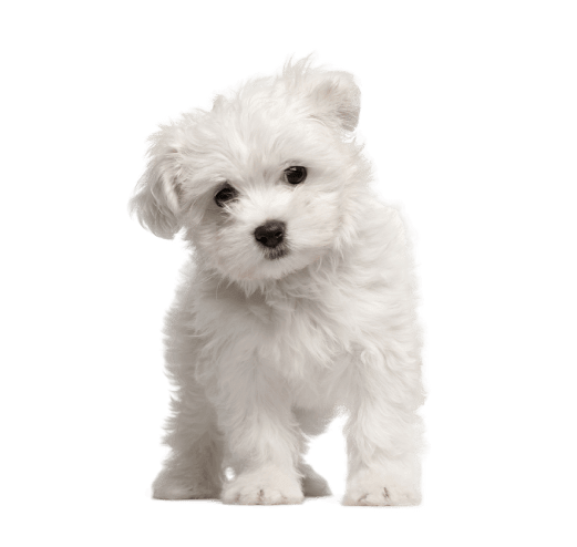 cachorro Maltes Puppy