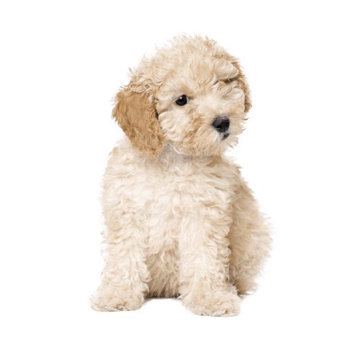 Cachorr Maltipoo Puppy