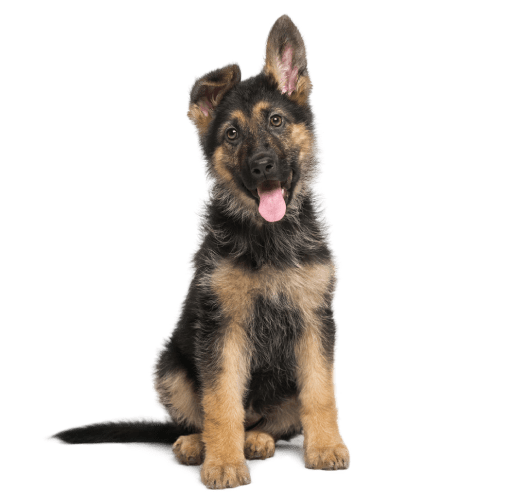 Pastor Alemán Puppy