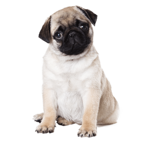 Pug Puppy