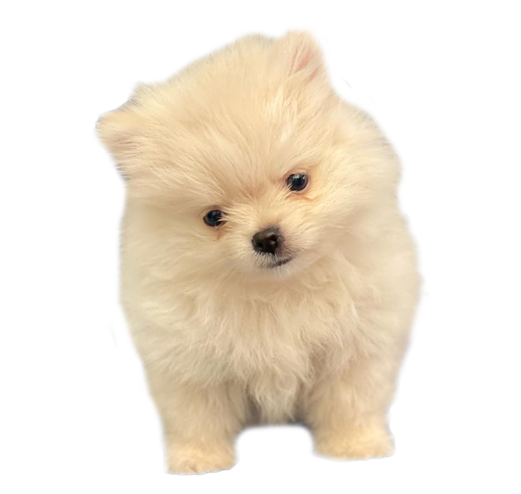 Puppy-Pomerania
