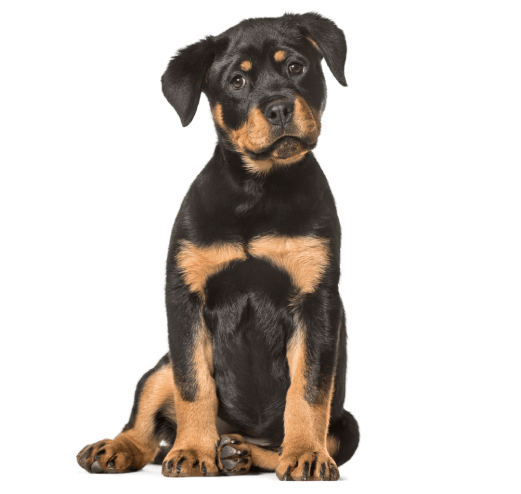 Rottweiler Puppy