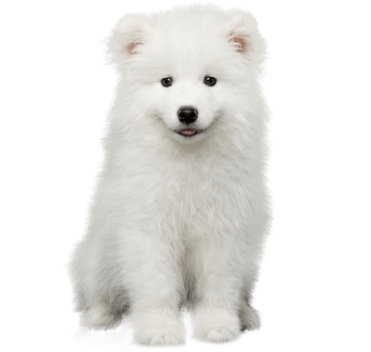 Samoyedo Puppy