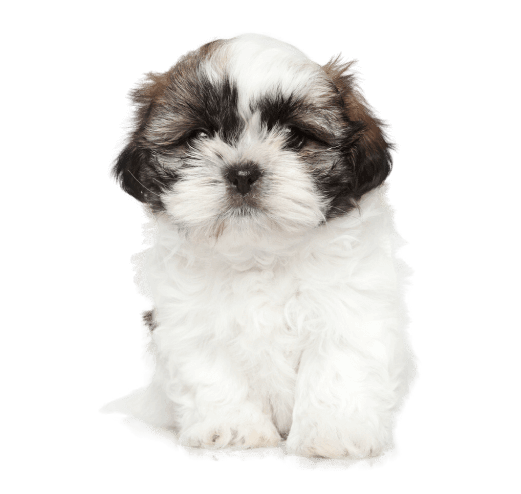 Shihtzu Puppy