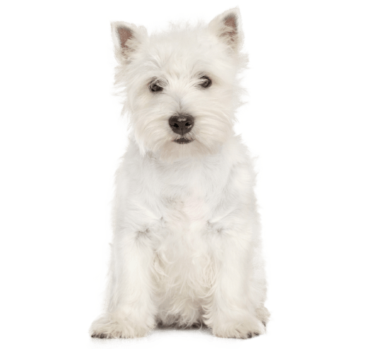 Westie Puppy