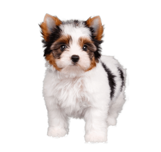 Yorkshire Biewer Puppy