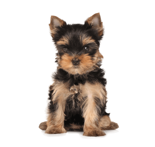 Yorkshire Terrier Puppy